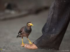 Tapeta National Geographic 332.jpg